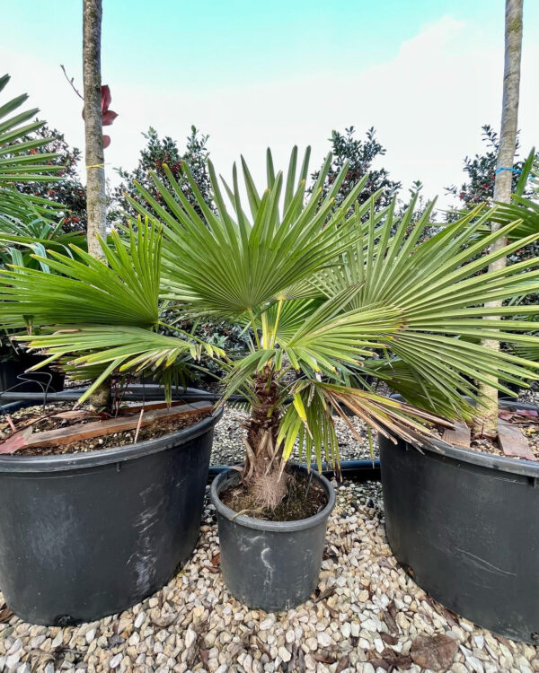 Chamaerops excelsa kleiner Kofferraum