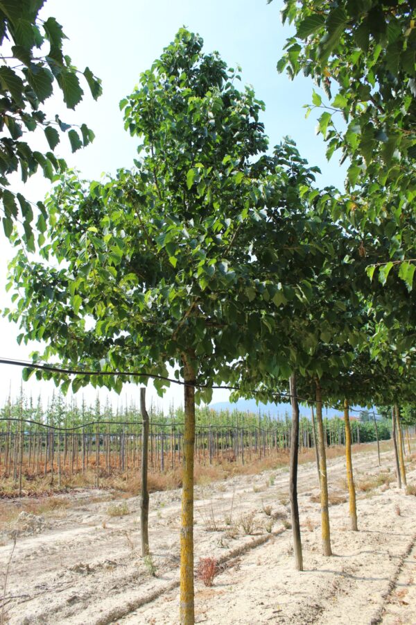 Corylus Colurna