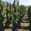 Cupressocyparis Leylandii Eisspitze Spirale