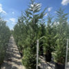 Cupressocyparis leylandii h.200 c 25