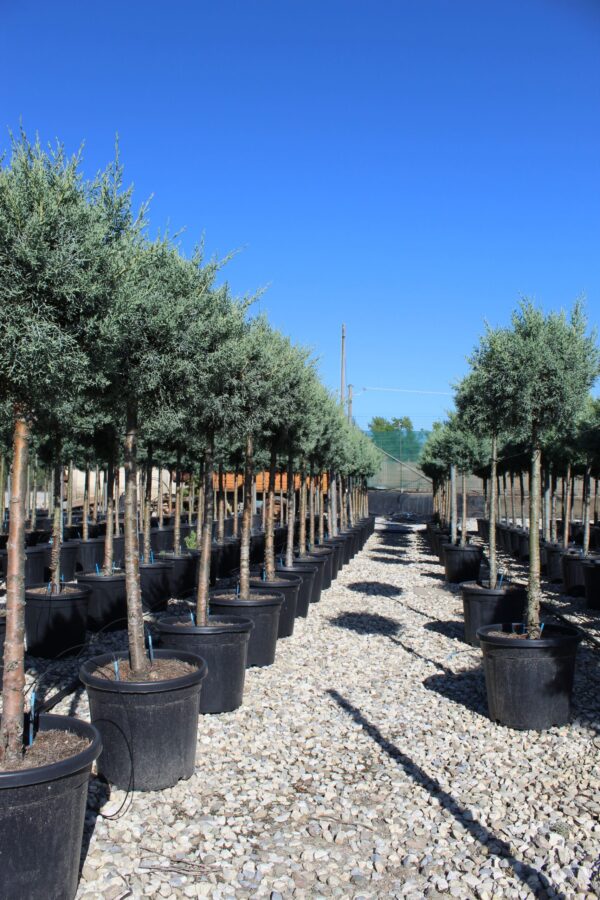 Cupressus Arizonica Fastigiata Halbstamm