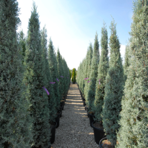 Cupressus Arizonica Fastigiata