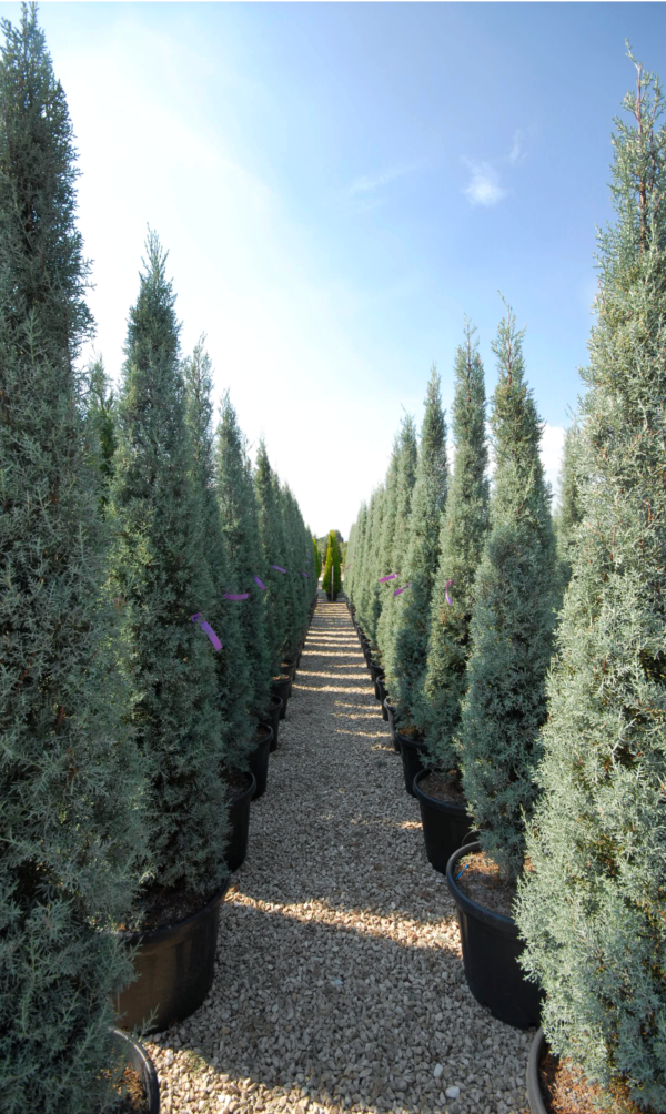 Cupressus Arizonica Fastigiata