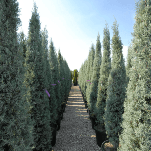 Cupressus Arizonica Fastigiata panoramica