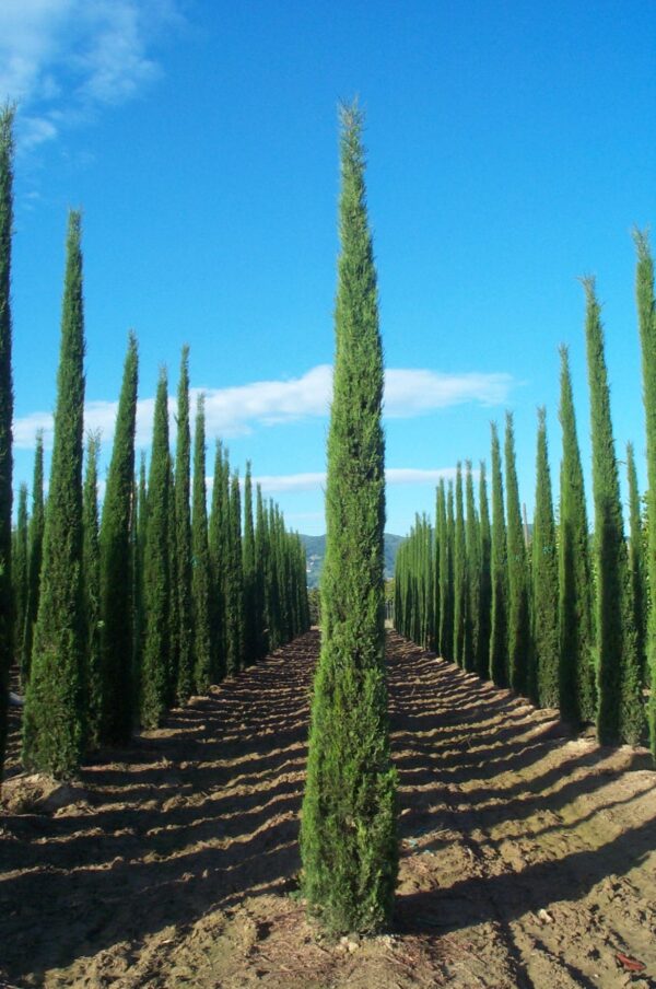 Cupressus Sempervirens Pyramidalis