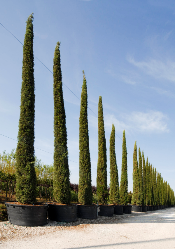 Cupressus Sempervirens Pyramidalis