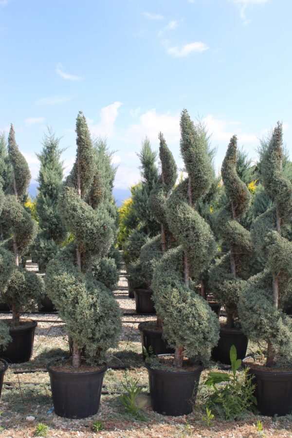 Cupressus arizonica Fastigiata Spirale