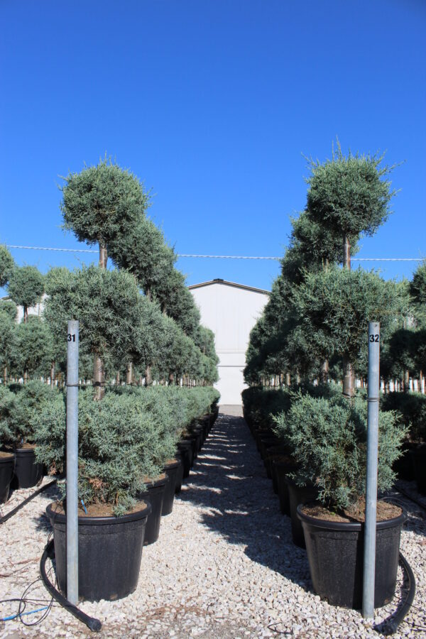 Cupressus arizonica fastigiata 3 balls 175-200