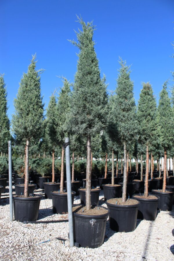 Cupressus arizonica fastigiata Kegel 200-225 co