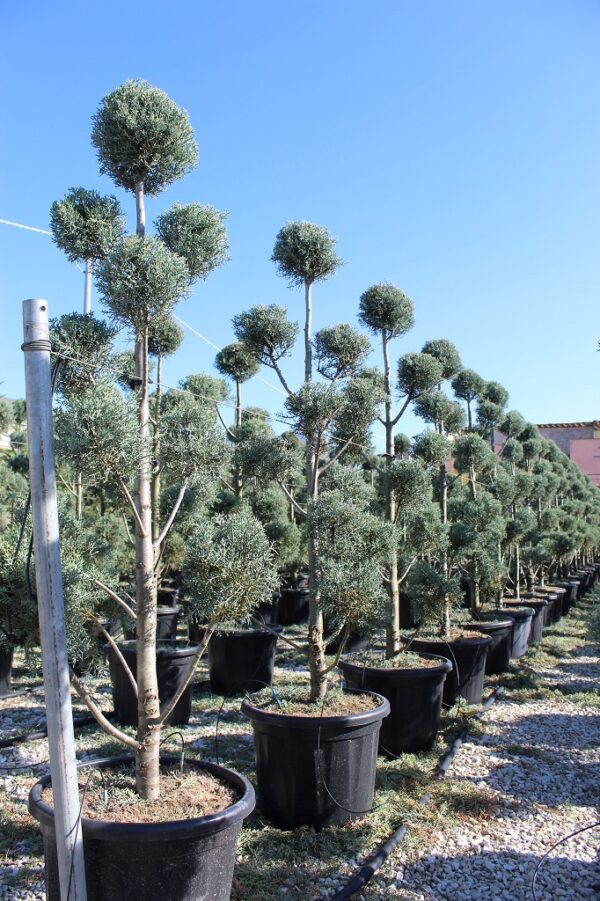 Cupressus fastigiata arizonica pon pon 200 co