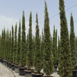 Cupressus sempervirens Pyramidalis