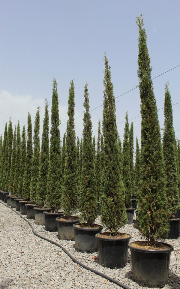 Cupressus sempervirens Pyramidalis