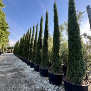 Cupressus sempervirens Pyramidalis