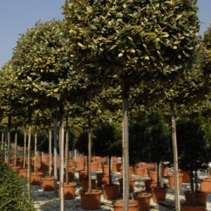 Elaeagnus Ebbingei 'Limelight'