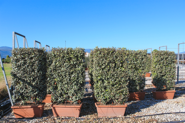 Elaeagnus ebbingei Spalliera