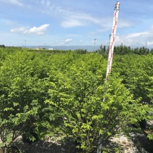 Euonymus Alatus Compactus