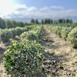 Euonymus jap. Bravo