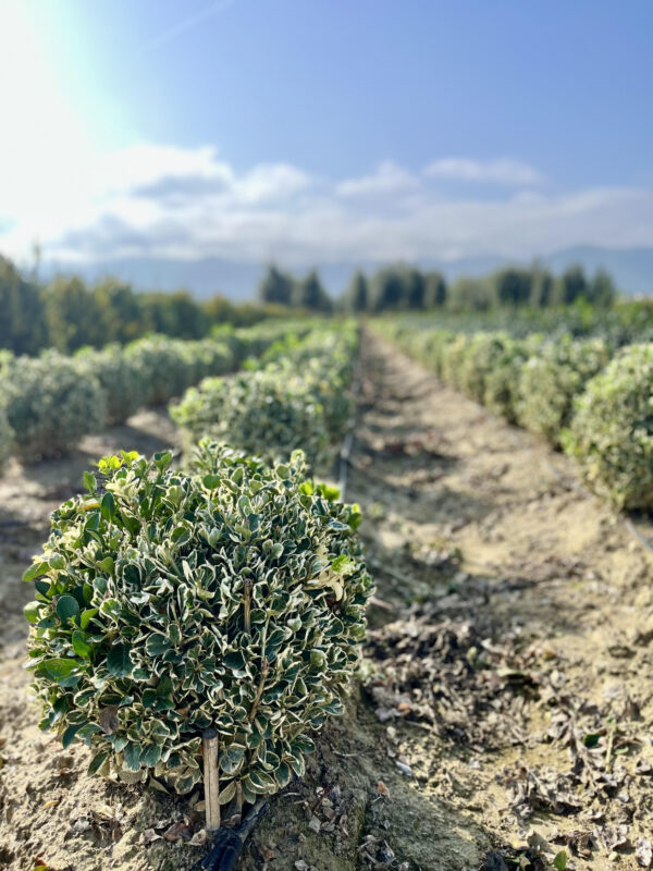 Euonymus jap. Bravo