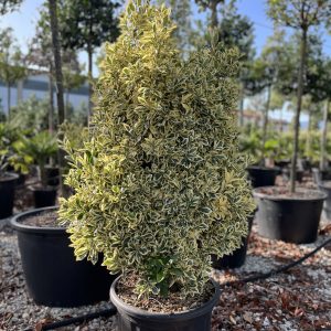 Euonymus japonicus Elegantissima Aurea