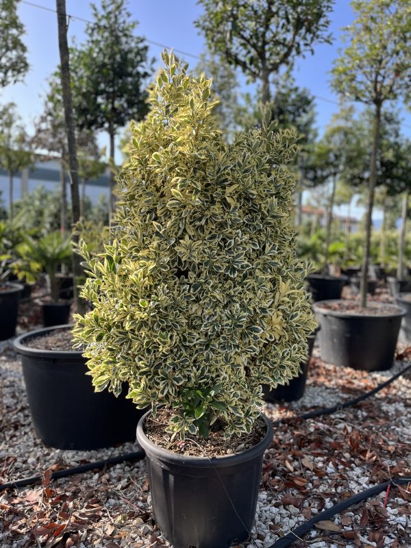 Euonymus japonicus Elegantissimus Aureus