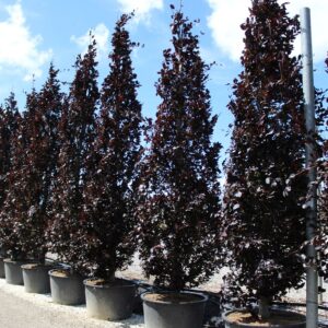 Fagus Sylvatica Dawick Purple