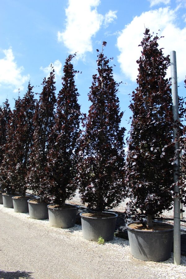 Fagus Sylvatica Dawick Purple