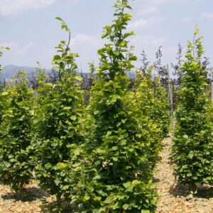 Fagus Sylvatica 'Dawyck Gold'