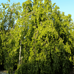 Fagus Sylvatica Pendula 400-500 Co