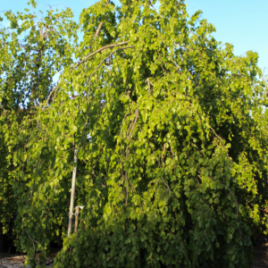 Fagus Sylvatica Pendula