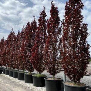 Fagus sylv.Dawyck Purple