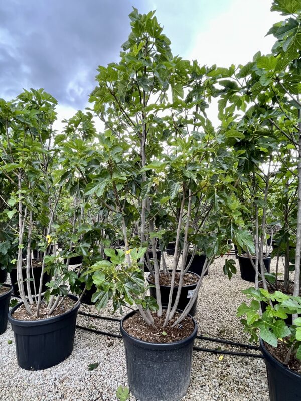 Ficus carica Panache
