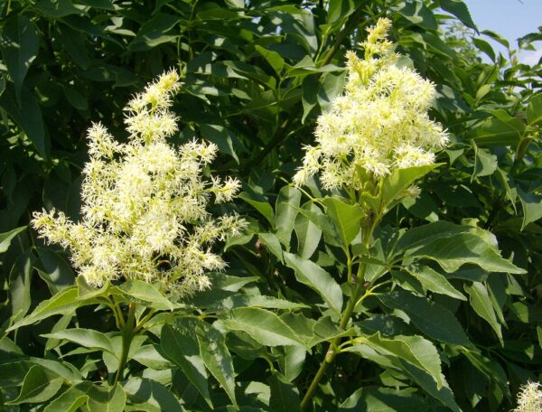 Fraxinus ornus (particolare)