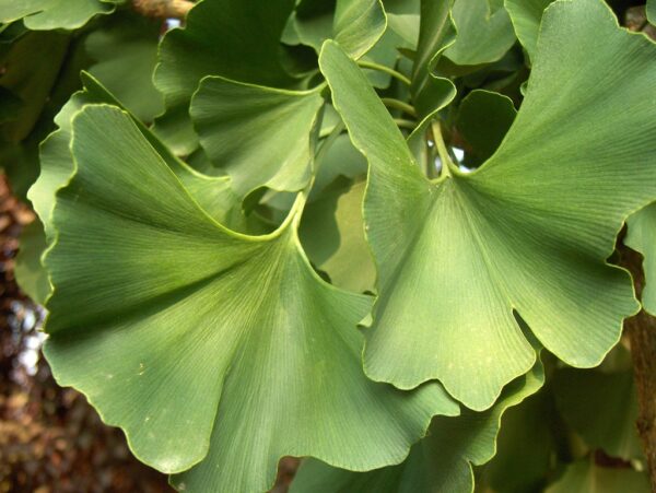 Gingko Biloba