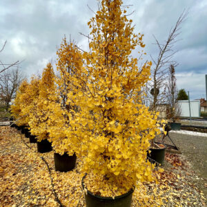 Ginkgo biloba