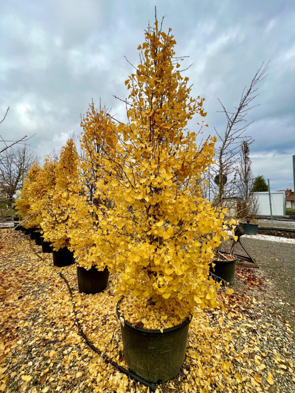 Ginkgo biloba