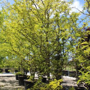 Gleditsia Tr. Sunburst