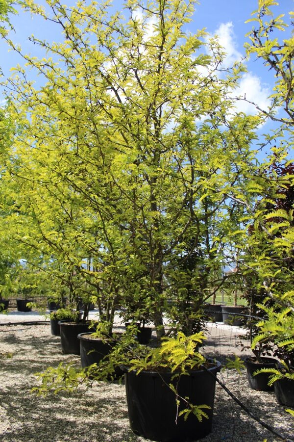 Gleditsia Tr. Sunburst