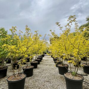 Gleditsia tr. Sunburst