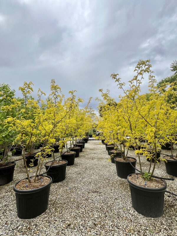 Gleditsia tr. Sunburst