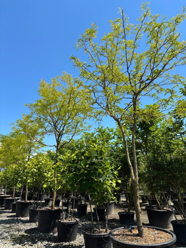Gleditsia tr. sunburst