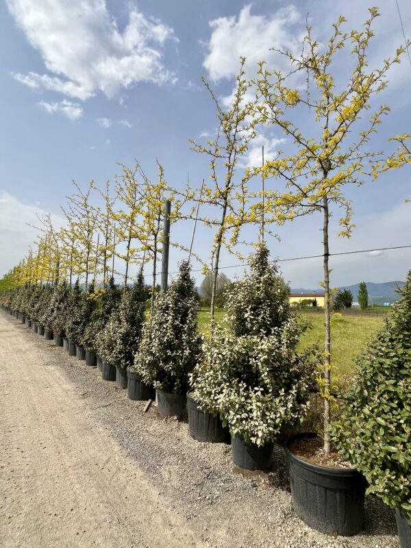 Gleditsia triacanthos Sunburst