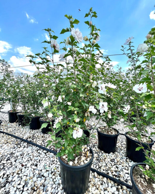 Hibiscus syriacus Weiss