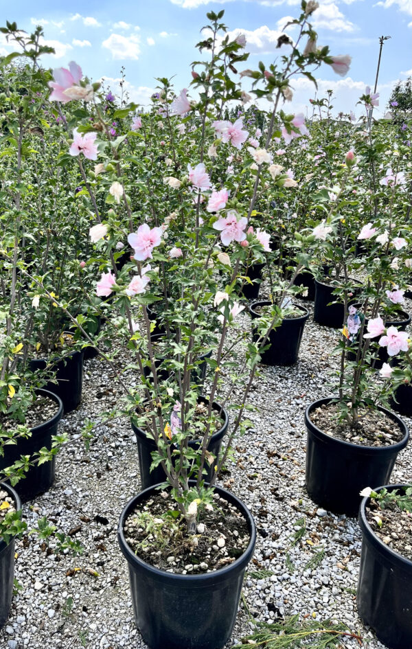 Hibiscus syriacus light pink