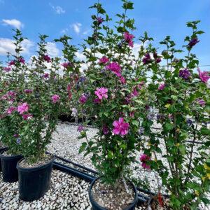 Hibiscus syriacus Viola