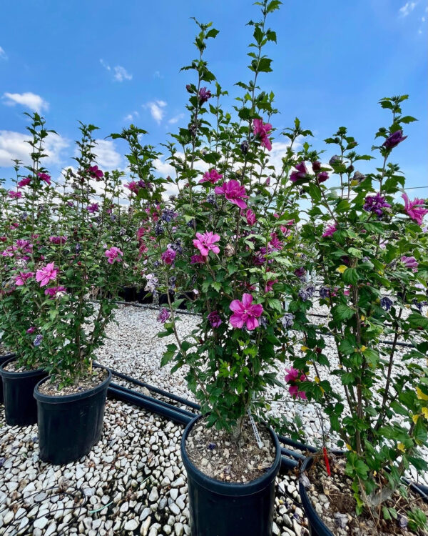 Hibiscus syriacus Violett