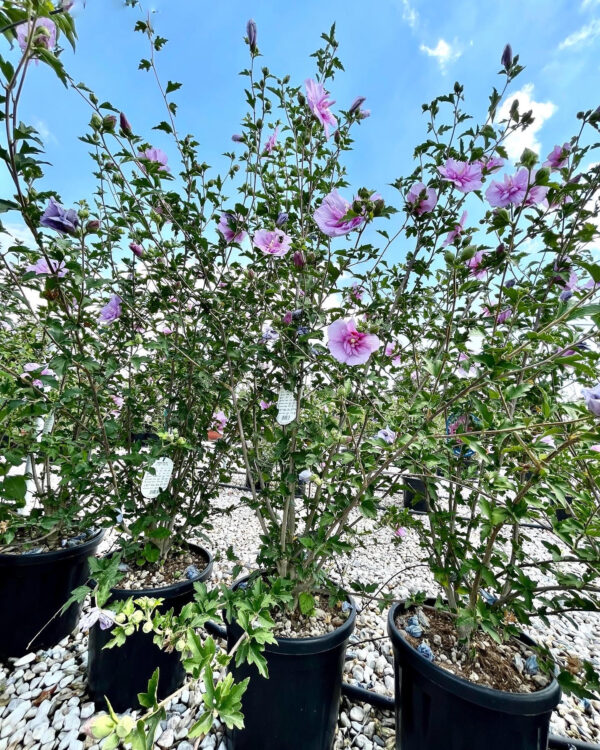 Hibiscus syriacus light purple