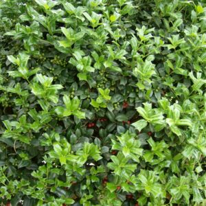 Ilex Cornuta Dazzler