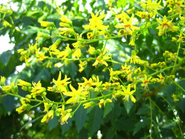 Koelreuteria Paniculata fiori