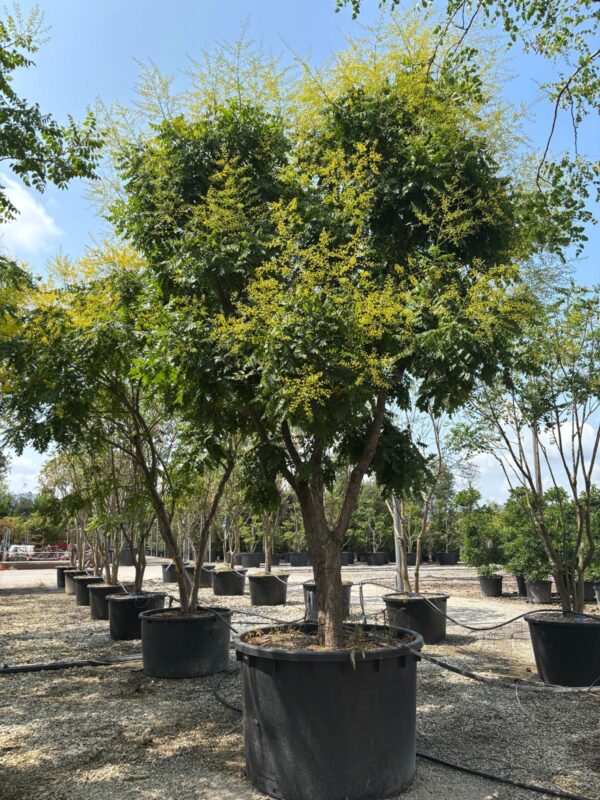Koelreuteria paniculata
