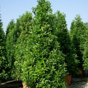 Laurus Nobilis